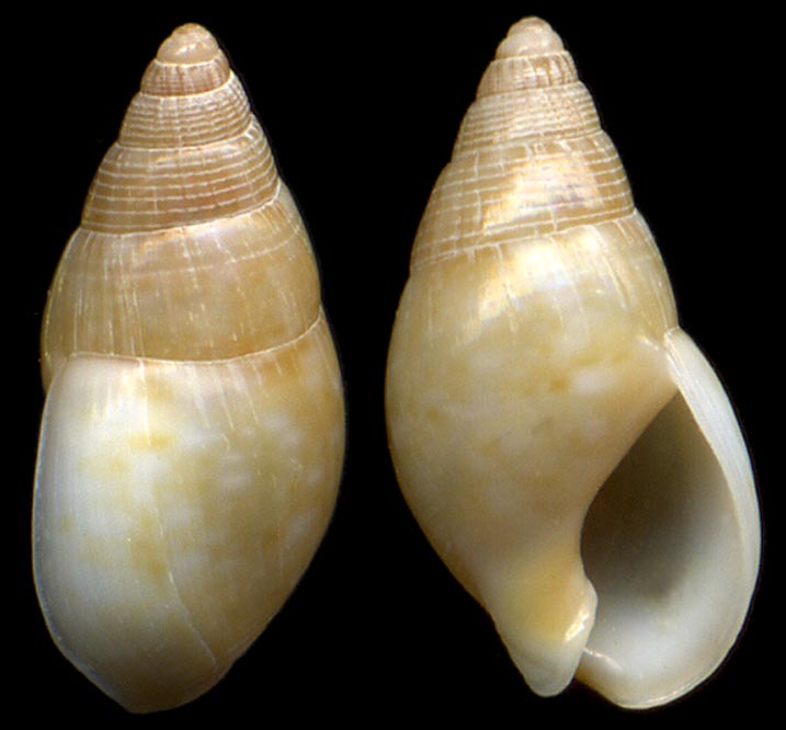 Nassarius heynemanni (von Maltzan, 1884)